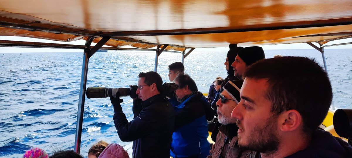 BirdLife_Malta's tweet photo. Another highlight was the sighting of 2 #LoggerheadTurtles allowing for a rare glimpse of these creatures in their natural environment. Birds were represented mainly by a variety of gulls including #YellowLeggedGulls, #LesserBlackBackedGulls, #AudouinsGulls &amp; #MediterraneanGulls. https://t.co/QlpzuldQSa