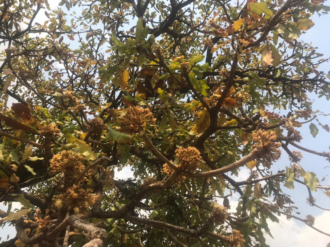 Five years down the road,I am yet to get financial support to buy land that I will use to set the Shea nut trees refugium.
I am appealing to the global community to embrace the initiative and contribute towards purchasing 7000 acres of land.