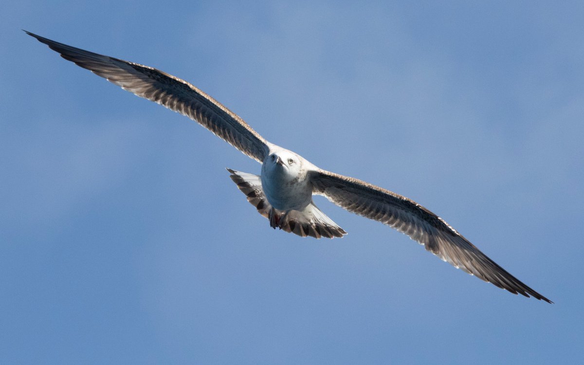 BirdLife_Malta's tweet photo. Another highlight was the sighting of 2 #LoggerheadTurtles allowing for a rare glimpse of these creatures in their natural environment. Birds were represented mainly by a variety of gulls including #YellowLeggedGulls, #LesserBlackBackedGulls, #AudouinsGulls &amp; #MediterraneanGulls. https://t.co/QlpzuldQSa