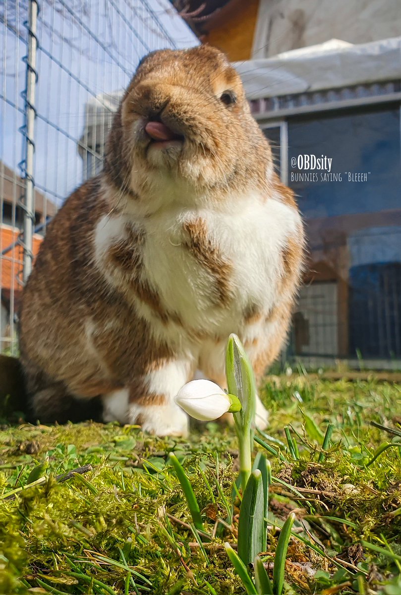 obdsity's tweet photo. Yoshon: I was also looking at these small white flowers and now both my ears got stolen π€¨ I think these flowers might be a trap set by the #EarThief
#StopTheEarThief #EarTheftThursday #TongueOutThursday https://t.co/lVCVsvnraG