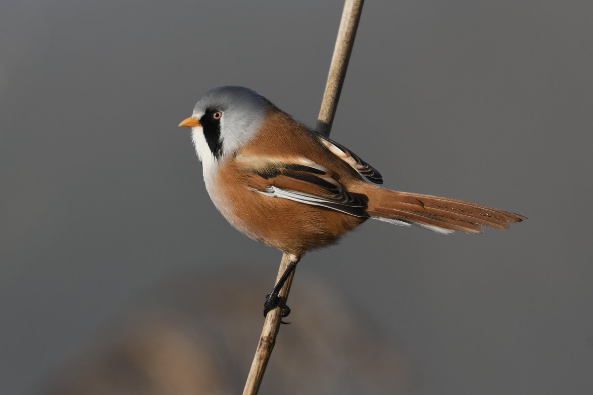 Bearded Tit - male