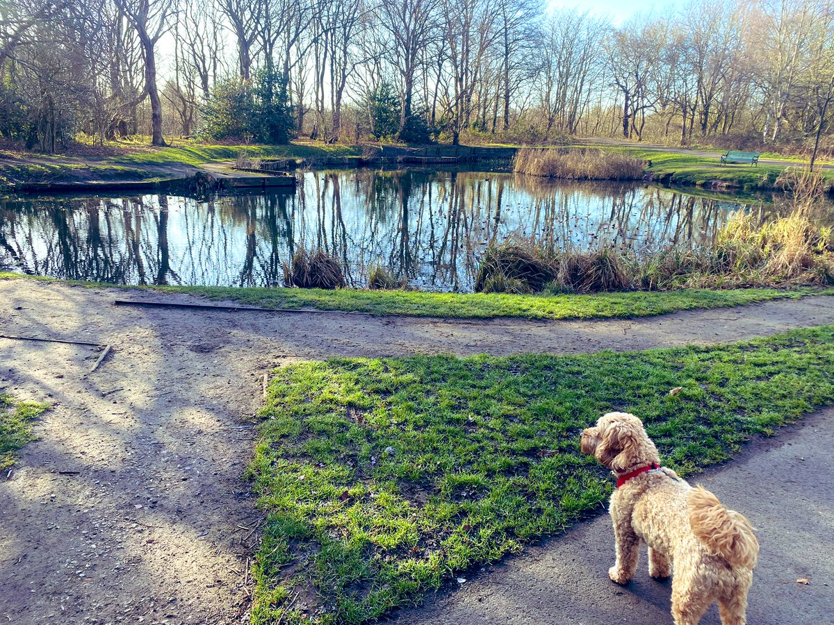 A gorgeous morning for a dog walk. The happiness that radiates from people as you walk by when the sun is out is just amazing. What a lovely start to the day ☀️ #teacherselfcare