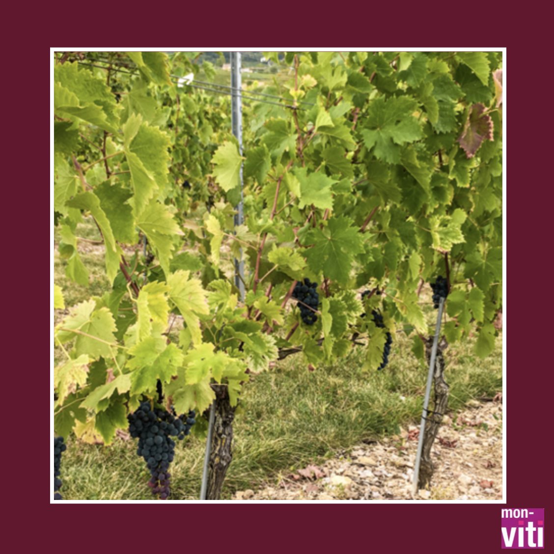 mon_viti's tweet image. &amp;lt; #Oïdium et #Mildiou &amp;gt;
Sur les traitements phytosanitaires, la @chambagri34 recommande de raisonner la protection en fonction du bagage génétique de chaque variété ! 🍇🧬
🔗 bit.ly/3knGpwY