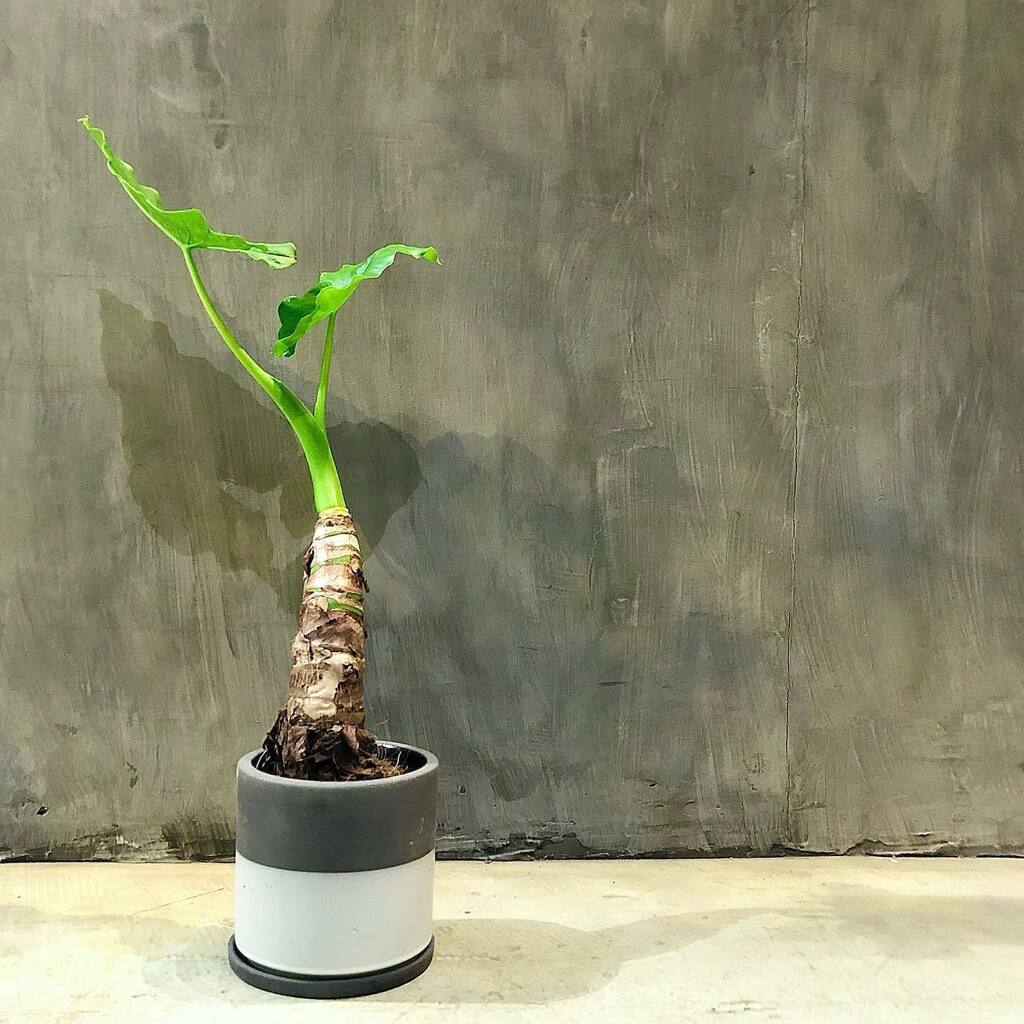 TP_K's tweet photo. アロカシア・オドラ　H.55cm
¥18,15税込

#targetplants 
#indoorplants 
#Alocasia 
#alocasiaodora 
#aroid 
#ターゲットプランツ 
#観葉植物 
#アロカシア 
#アロカシアオドラ 
#アロイド 
#大阪 
#南森町 
#植物のある暮らし https://t.co/o8Uc9Eh2tJ https://t.co/Jba8SvDAmg