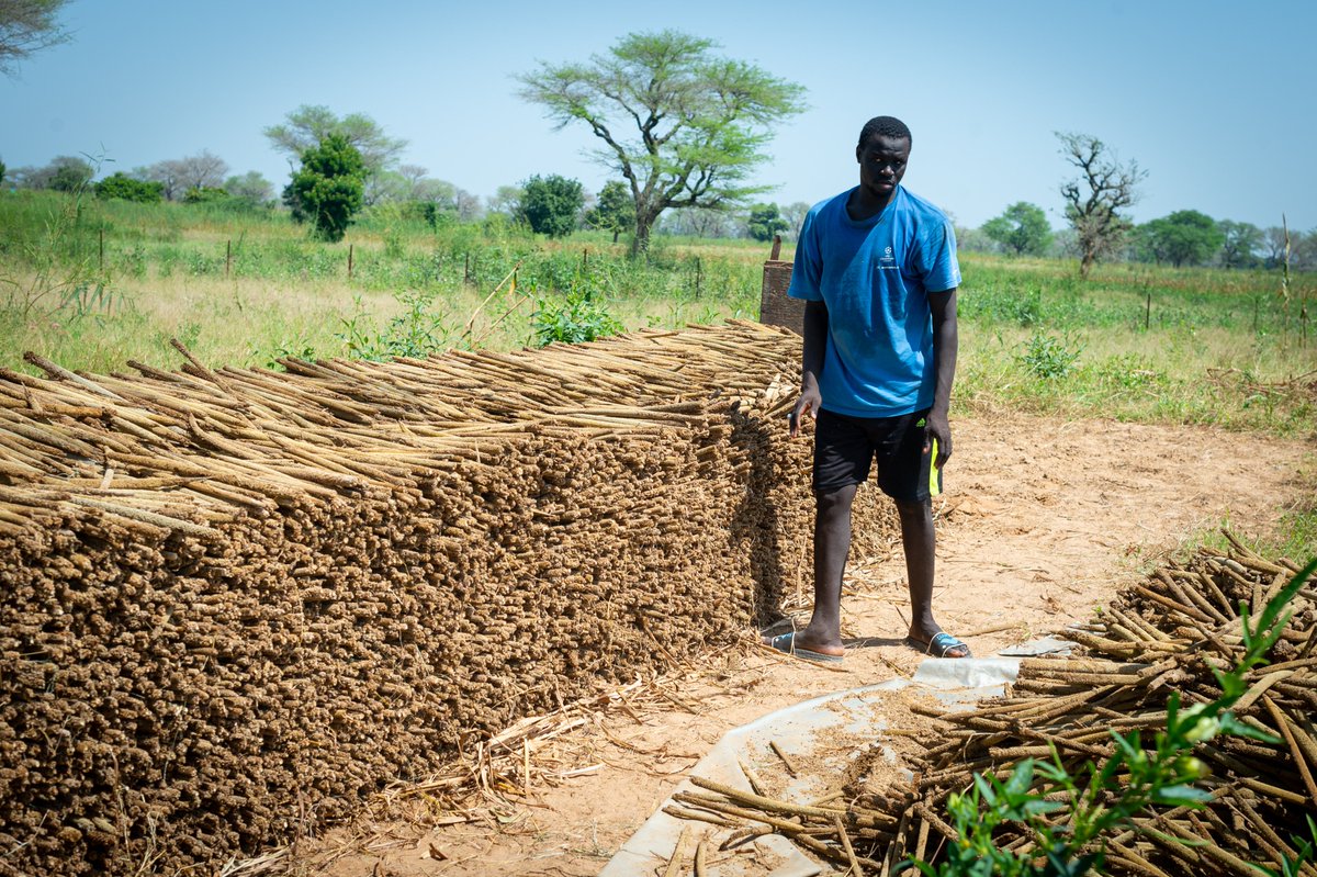 FIDAfriqueOuest's tweet photo. Le secteur primaire a fait ses preuves comme moteur de la croissance économique et du développement. 

En Afrique subsaharienne, la croissance résultant de l’agriculture fait reculer la pauvreté jusqu’à 1⃣1⃣fois plus rapidement que la croissance résultant d’autres secteurs. https://t.co/1H2akkqN0G