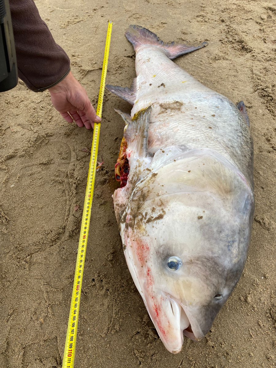advandenberge's tweet photo. Tijdens inzet voor een gewonde zeehond kwamen we deze hele grote en zeldzame zoetwater vis tegen. Voor onze regio een unieke vondst. #grootkopkarper #Rockanje #zeehondenwachter  #zeevis #strand #strandvondsten #strandinzicht #Voorneaanzee #Maasvlakte https://t.co/s8DNG1te8b