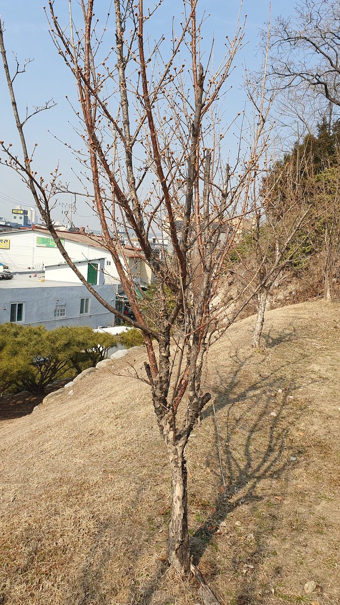 산수유(Cornus officinalis) 꽃눈

겨울에 가끔 보이는 개나리꽃 처럼 따뜻해진 날씨에 속은건가 했는데
2월 말이라 봄이오는게 맞는 듯