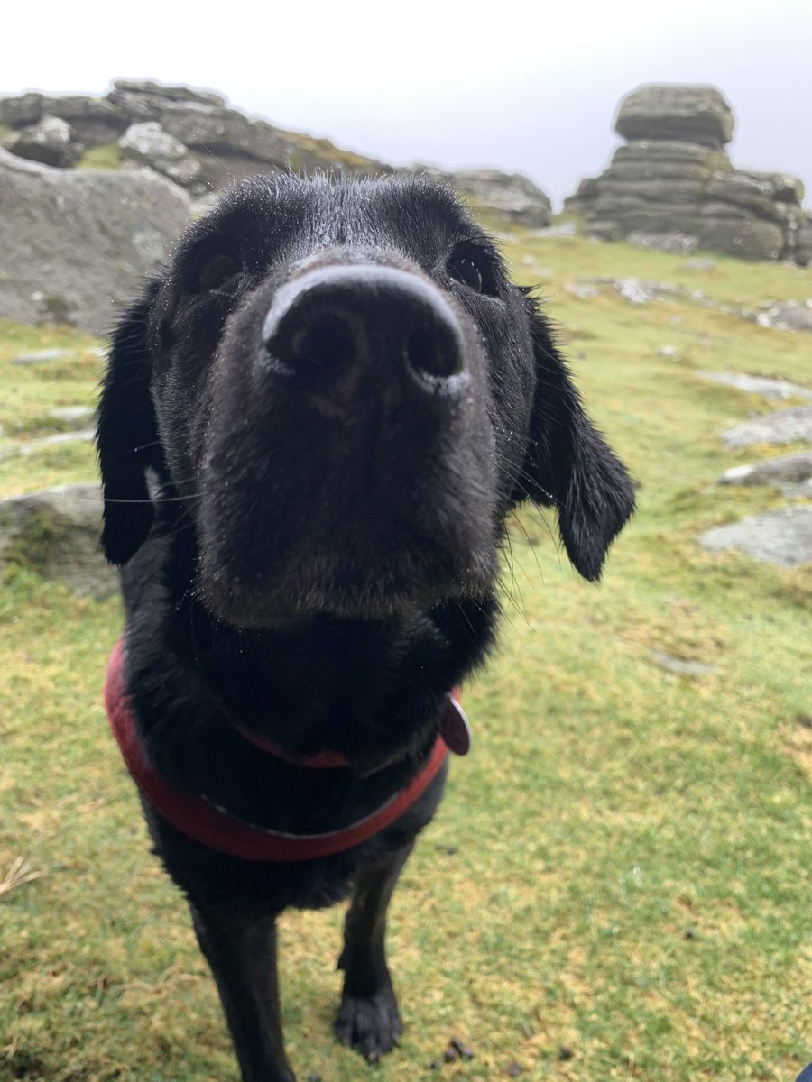 mo_rescue's tweet photo. So Mum didn’t post on #NationalLoveYourPetDay or #WalkingTheDogDay so I’m sure she doesn’t love me any more 💔#OpenToOffers https://t.co/5Y9C9SqIoj