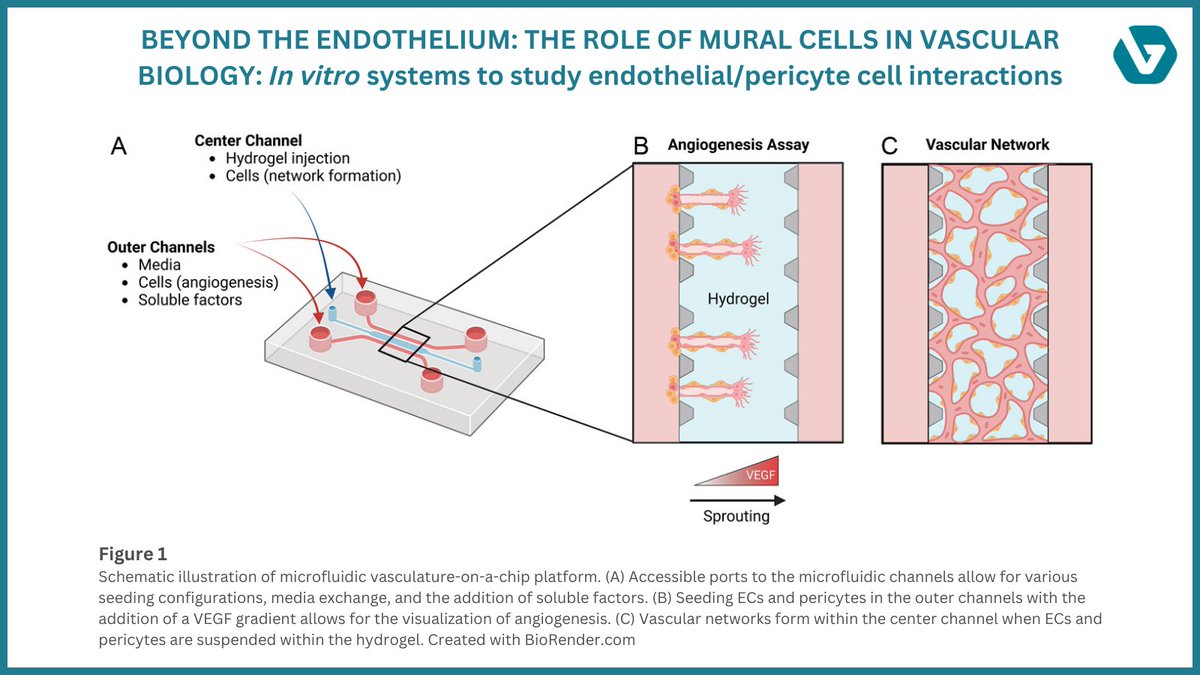 NEW PAPER! 'BEYOND THE ENDOTHELIUM: THE ROLE OF MURAL CELLS IN VASCULAR BIOLOGY: In vitro systems to study endothelial/pericyte cell interactions' By Emily Warren and Sharon Gerecht. ow.ly/OBJz50MVftE