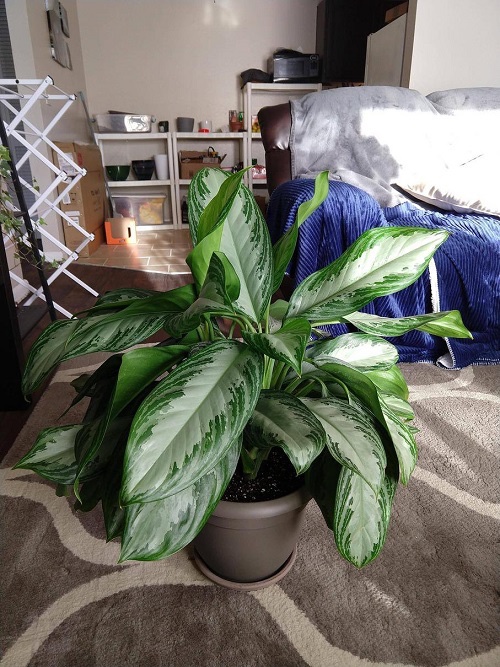 Explore the best Plants for a Basement and create an inviting atmosphere while improving air quality and reducing stress here: balconygardenweb.com/best-plants-fo…
#plant #lowlight #bestplants #garden #gardening #reducestress #balconygardenweb