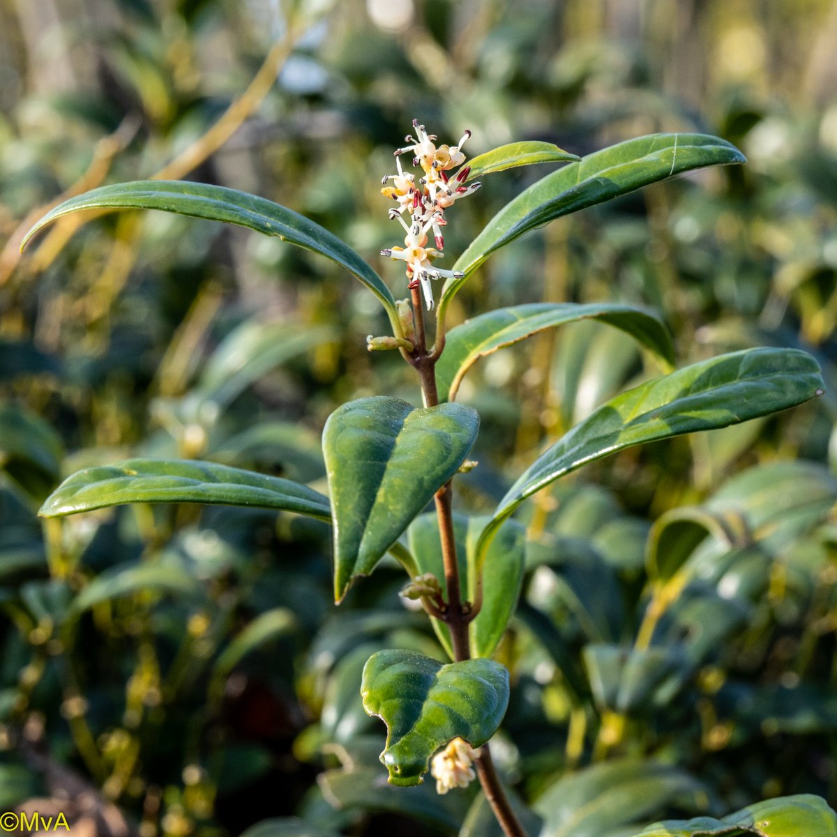 MaartenvanAtten's tweet photo. #Heesters, #geur in de winter en heel vroege voorjaar: #Sarcococca #Sarcococca_hooreriana https://t.co/d71mM8NdgI