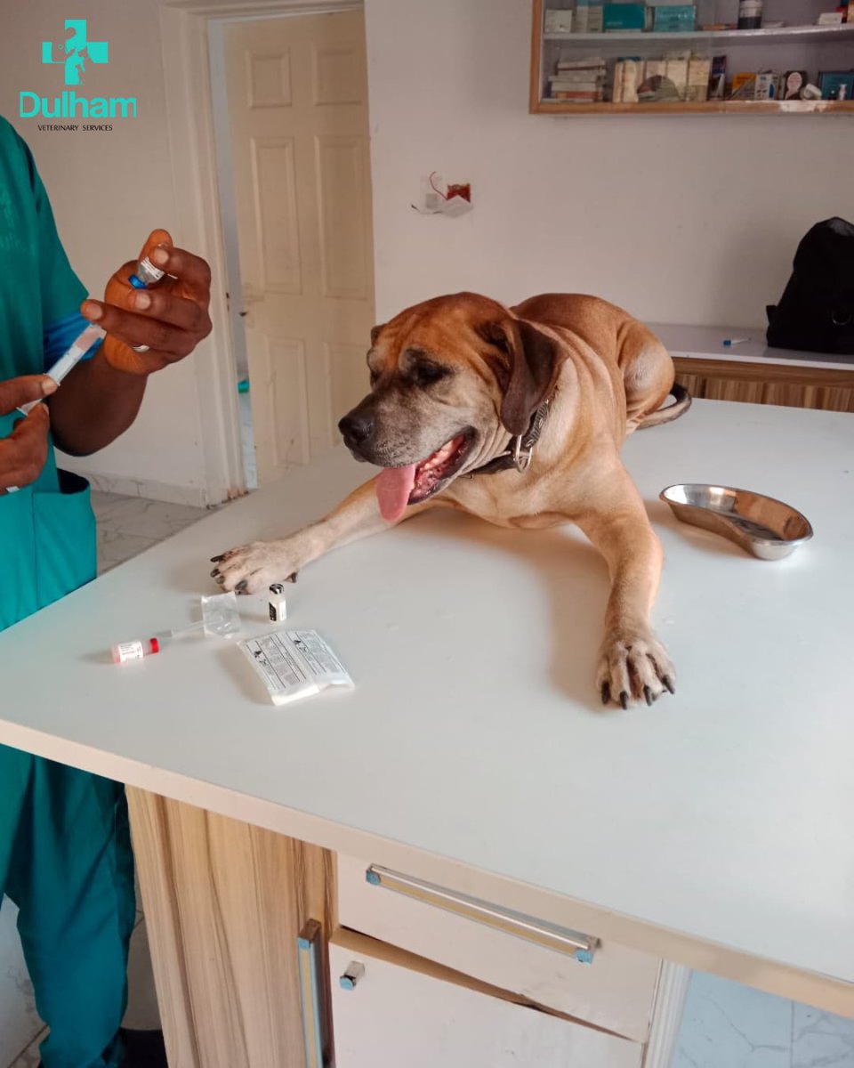 DulhamvServices's tweet photo. Ruby came in for her routine checkup and vaccination.

You should book this routine physical exam with your veterinarian once or twice a year, even when your pet appears to be perfectly healthy. These wellness checkups help your pet achieve and maintain their ideal health. https://t.co/7XH2eqLcqo