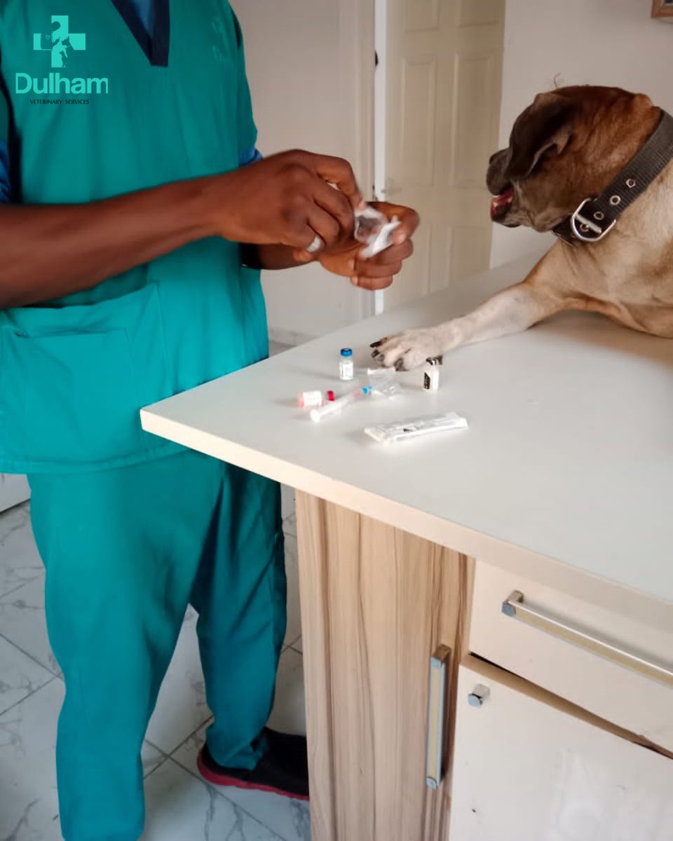 DulhamvServices's tweet photo. Ruby came in for her routine checkup and vaccination.

You should book this routine physical exam with your veterinarian once or twice a year, even when your pet appears to be perfectly healthy. These wellness checkups help your pet achieve and maintain their ideal health. https://t.co/7XH2eqLcqo