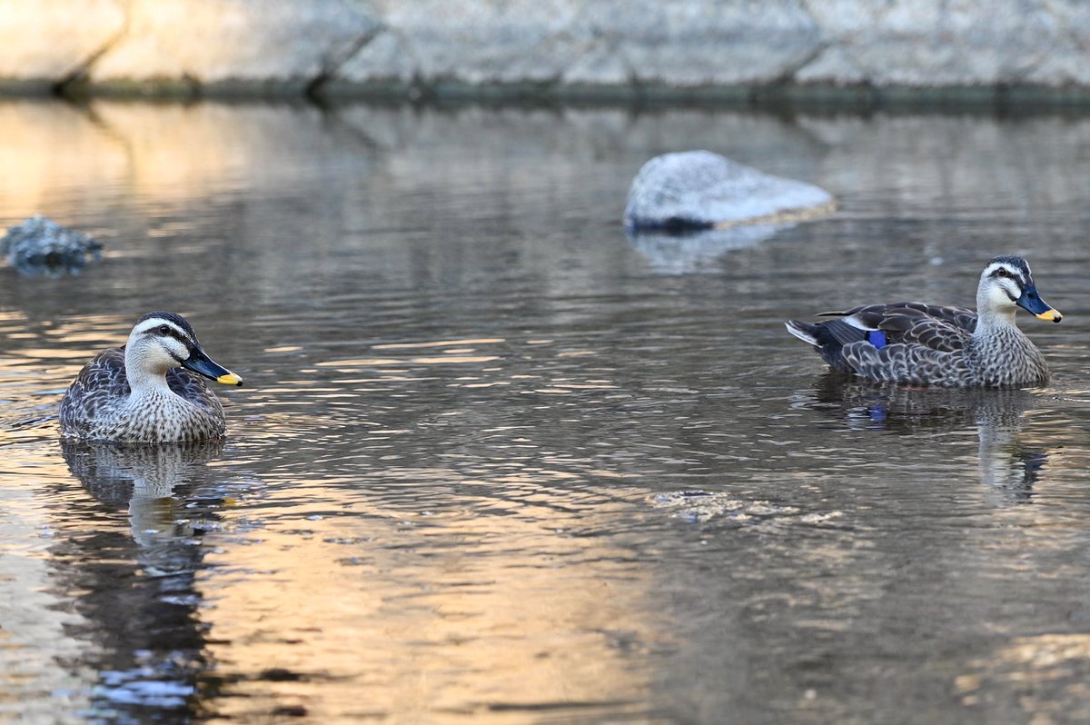Uranus_Gadgeter's tweet photo. Z6IIに24-120mmを連れて #KAWA に行く
#Nikon #Z6II #川 #水辺好きと繋がりたい
#池が無いから川でいい #MAGAMO
#RiverPhotographer https://t.co/c1P5kgex19