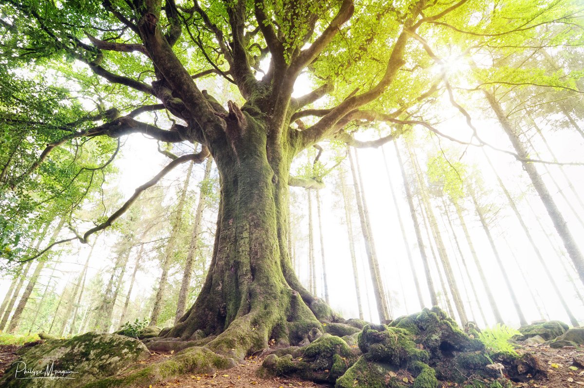 Une grande partie de l'âme de #Brocéliande se trouve dans ses arbres. ------------------------ #Bretagne #morbihan