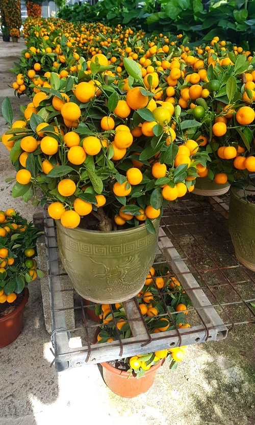 Growing oranges in pots allow you to enjoy its fruits even if you have limited space! Learn How to Grow an Orange Tree in Container with ease here: balconygardenweb.com/orange-tree-in…
#orange #balcony #garden #fruits #harvest