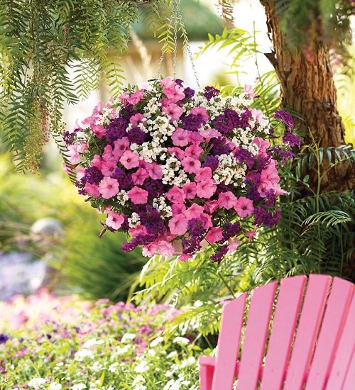 Learn about the Best Plants For Hanging Baskets to display an attractive show on your balcony, porch, or patio garden here: balconygardenweb.com/best-plants-fo…
#hanging #baskets #hangingplants #plantlife #gardeners