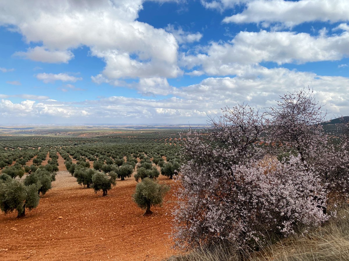olivo_virtual's tweet photo. El almendro se disfraza de novia, engañando al invierno. Carnaval de febrero. (Rafael Fernández Pombo). https://t.co/ANfbD0qDJu