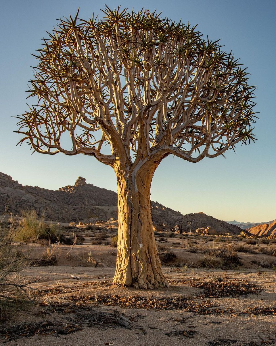 SANParks's tweet photo. 📸Roam Overlanding 📍#AiAisRichtersveldPark #LiveYourwild #SANParks #Camp #Camping #Richtersveld #wildlife #wildlifephotography https://t.co/wrNEcmEoiw