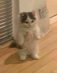 ml_tiny's tweet photo. https://t.co/NEbJki8YZP