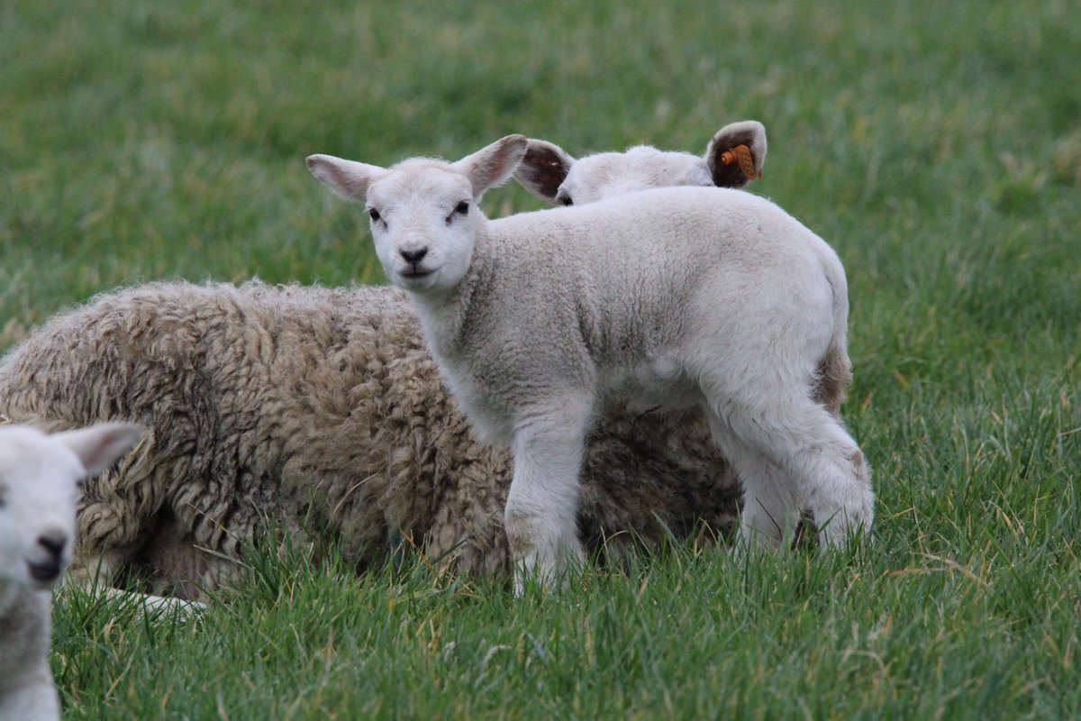 Aadyanomad's tweet image. Tijd van het jaar 🐑 kleintjes in het veld...💜🤗
#schaap #lam #animal #NaturePhotography #animalphotography #sheep
