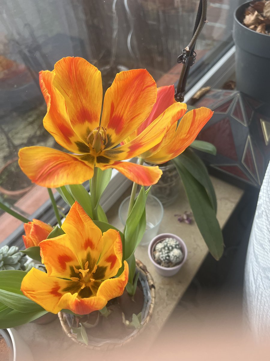 perugrina's tweet photo. @SarahCAndersen Curious fact, I didn’t know tulips open to catch sunlight and then at night they close their petals again 😱 https://t.co/ZOfwoCdy1o
