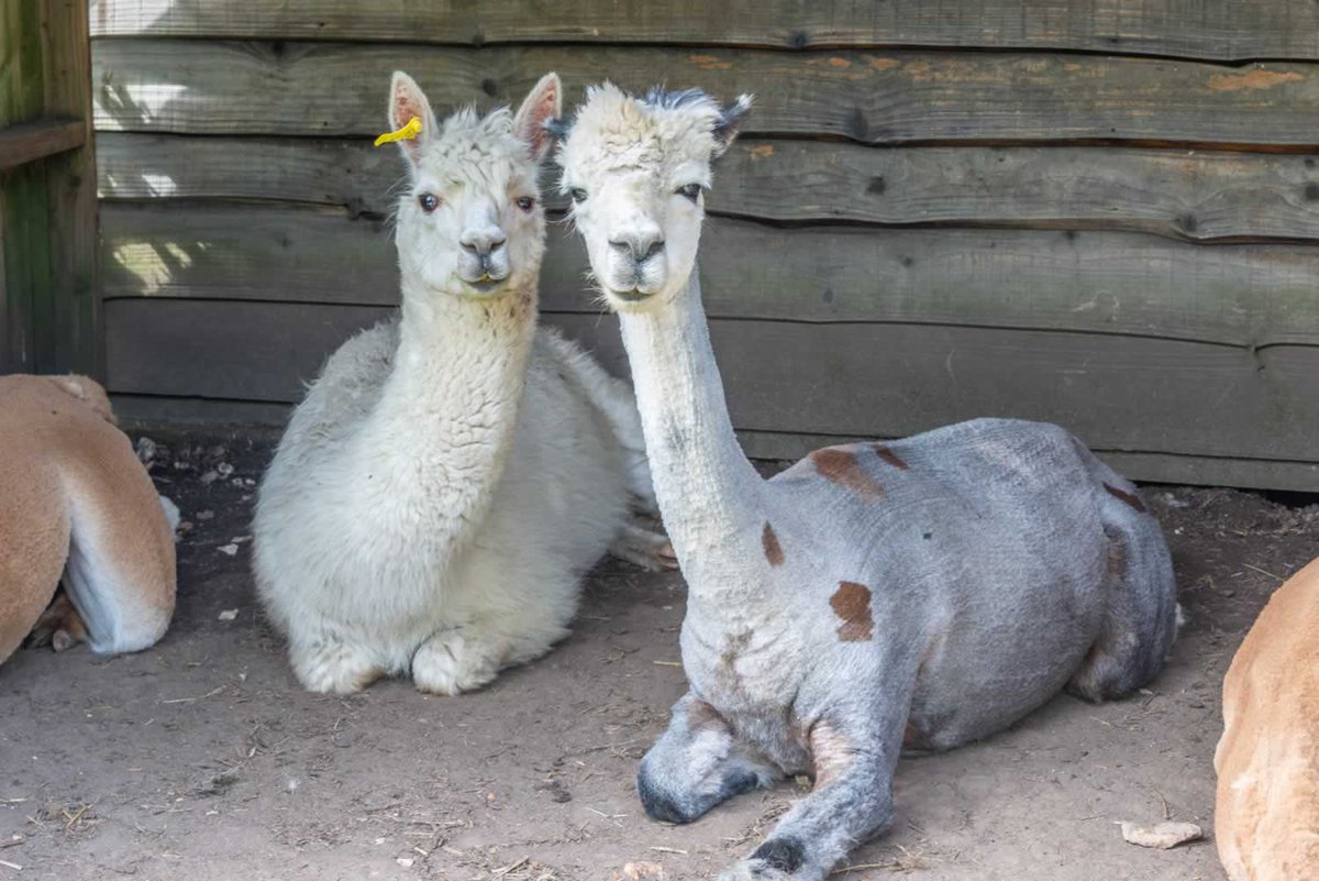 WeAcceptPets's tweet photo. Visit the award-winning self-catering accommodation at Nutley Farm. Set within the Tadnol Heath Nature Reserve close to the Jurassic Coast its a great place for children and dogs. 
https://t.co/D5SwBHDlFu
#WinfrithHeath #Dorchester #Dorset #SelfCatering #Farm #PetsWelcome https://t.co/GB4sWY2a0v