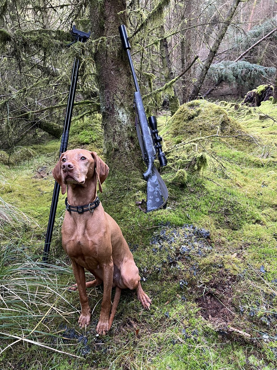 SercoutWildHarvest (@sercout_w_h) on Twitter photo Have chosen the <a href="/christensenarms/">Christensen Arms</a> Ridgeline fft for this coming rifle Season , meaning Scotland Bucks &Portuguese Iberian Reds.
Super proud of the choice, thanks #sercoutwildharvest Have chosen the <a href="/christensenarms/">Christensen Arms</a> Ridgeline fft for this coming rifle Season , meaning Scotland Bucks &Portuguese Iberian Reds.
Super proud of the choice, thanks #sercoutwildharvest