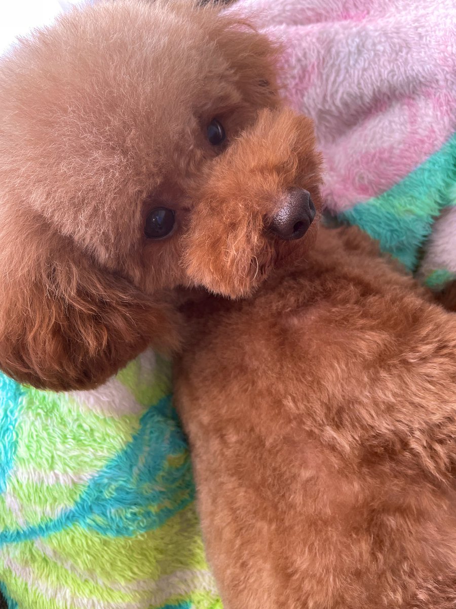 u__06i's tweet photo. 留学目前で思う事。
家族🐶と会えなくなるのだけが辛い😭 https://t.co/nrz8OyY0Q1