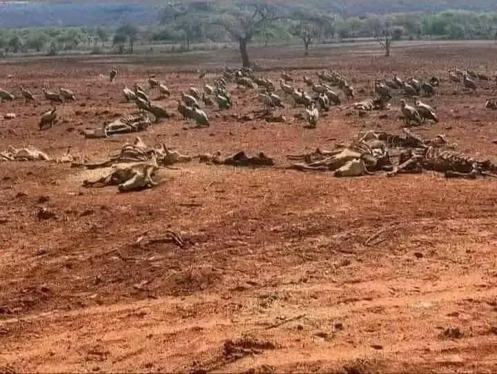 BikilaYadaan's tweet photo. Gargarasaa muddamaa 🚨🚨#argent Waan laphee nama cabsuu kunii sinuuf hin maluu hangaffaa Oromoo #Boorana koo 😭😭😭
@UNEthiopia @ShimelisAbdisa @AdanechAbiebie @Jawar_Mohammed @AbiyAhmedAli @TakeleUma @OdaaTarbiiWBO #SaveBoorana #SaveOromo #OromoVoice https://t.co/wRLsNdr7Ez