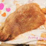 ツイートに含まれる画像