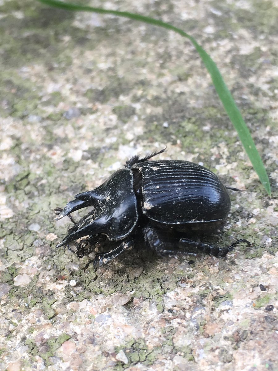 ploeterboerin's tweet photo. Si 'on netrouve plus de coléoptères sur les bouses des vaches'
La question est alors de savoir quels insectes sont présents dans le fumier de nos vaches? 🤷‍♀️ https://t.co/N5YWgiq8ie