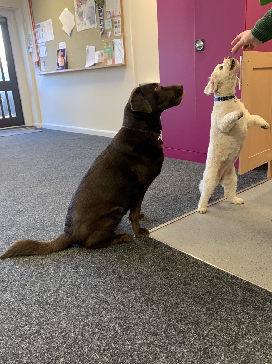 We have two VERY GOOD GIRLS on our training course this morning! Meet Dill and Maya 🥰