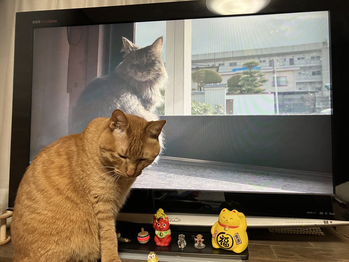 Pockn's tweet photo. ネコ歩きにシンクロするキナコ♪ #キナコ #招き猫スタジオ #猫 #オールドレンズ #FD55mm #FL50m #ロードバイク #ゆるぽたレンズくらぶ #ぽたレン #canon #GIOS https://t.co/5NTAkVQDa7