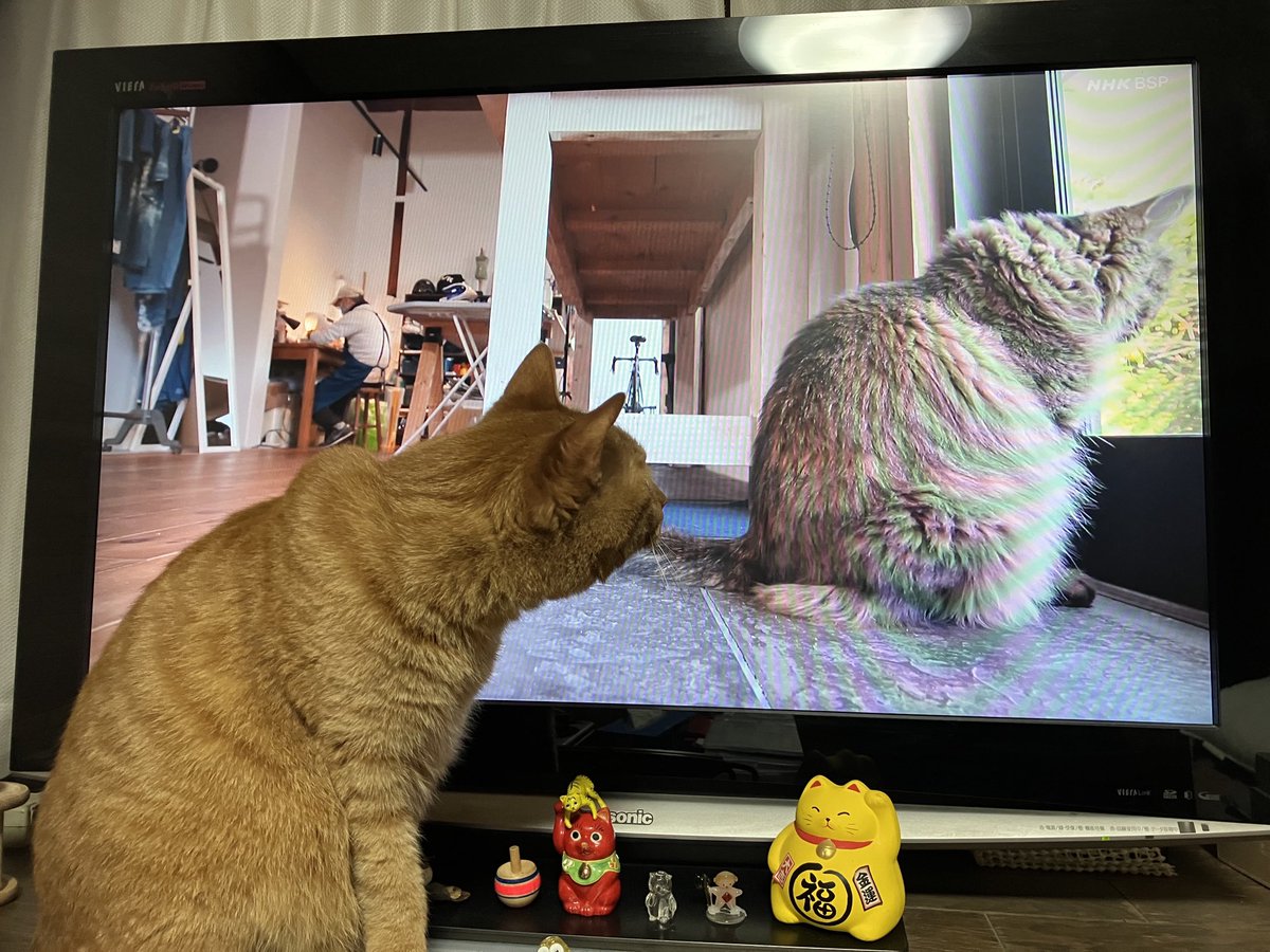 Pockn's tweet photo. ネコ歩きにシンクロするキナコ♪ #キナコ #招き猫スタジオ #猫 #オールドレンズ #FD55mm #FL50m #ロードバイク #ゆるぽたレンズくらぶ #ぽたレン #canon #GIOS https://t.co/5NTAkVQDa7