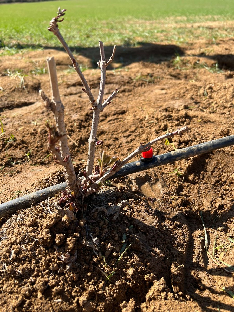 agroforadapt's tweet photo. ✅ Ja hem començat a plantar els primers arbres! A Can Moragues, #Riudarenes (Girona), ens hem començat a embrutar les mans transformant un camp de cultiu en un sistema #silvoarable👇 https://t.co/Gf4pETXHQX