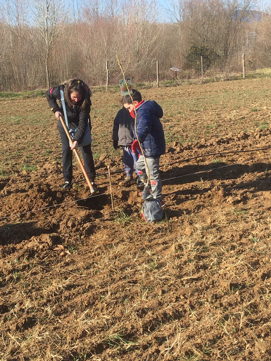 agroforadapt's tweet image. 🌳 Es tracta d'una parcel·la de clima #mediterrani continental, temperatura mitjana de 15ºC i 22,5 al mes més calorós, precipit. anual de 750mm i estival de 150mm. La seva textura és franc argil arenosa i anteriorment es cultivava llegum per a #farratge i #secà ecològic👇