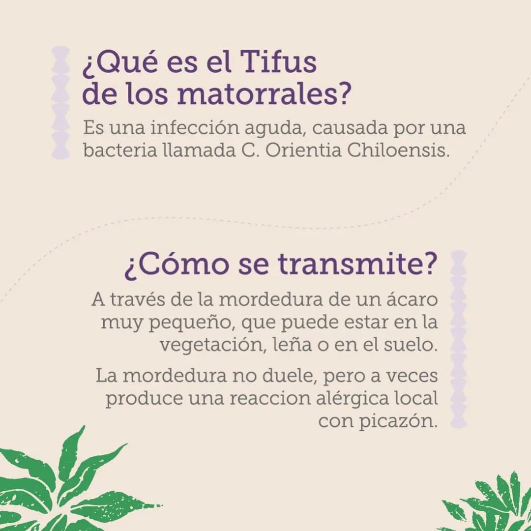 seremisalud10's tweet photo. 🌿 Qué es el  #TifusdelosMatorrales?
Compartimos información de gran importancia para que puedas detectar síntomas de forma oportuna.
❗️Si presentas síntomas, debes dirigirte a la brevedad al centro de salud más cercano. https://t.co/gYCvVh6yq2