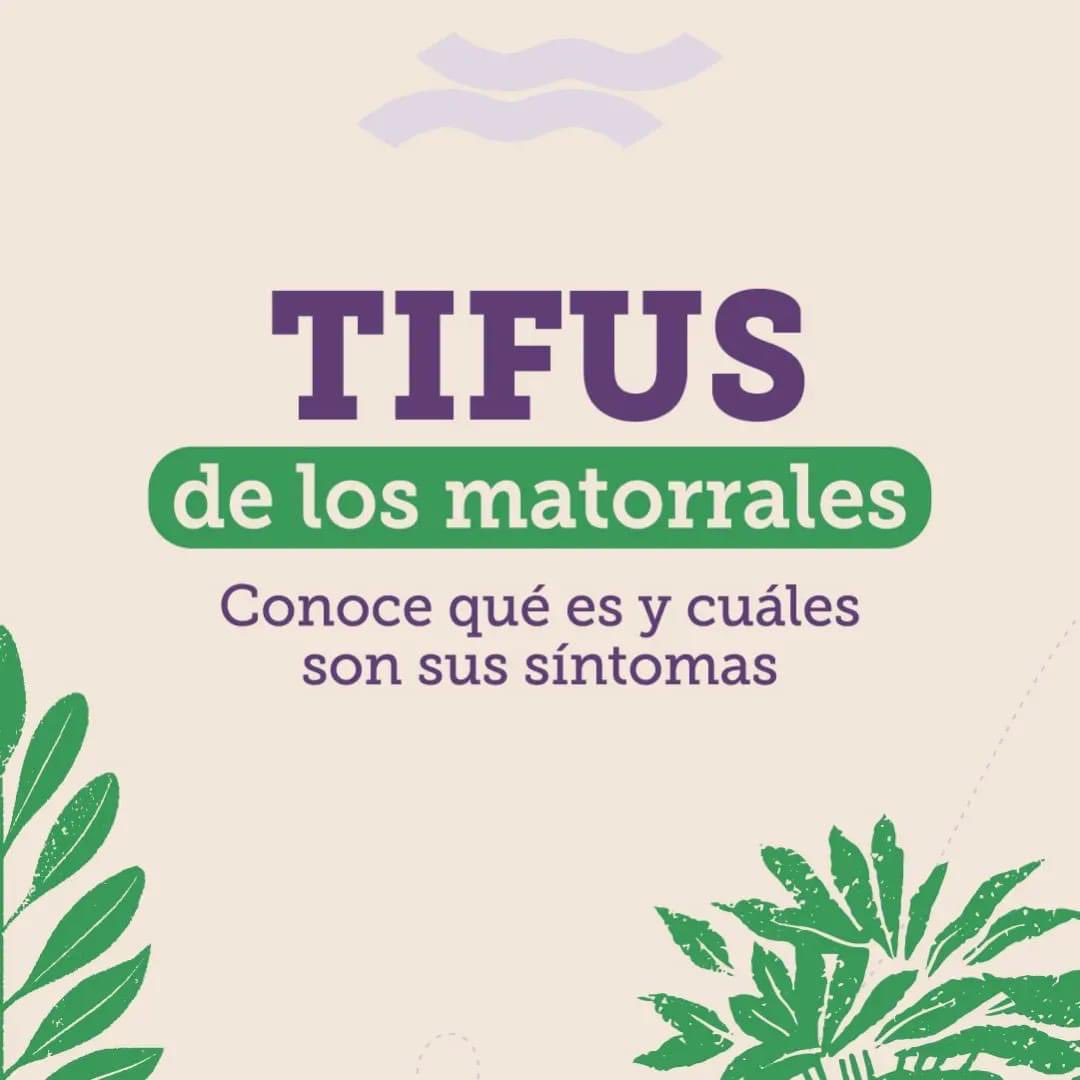 seremisalud10's tweet photo. 🌿 Qué es el  #TifusdelosMatorrales?
Compartimos información de gran importancia para que puedas detectar síntomas de forma oportuna.
❗️Si presentas síntomas, debes dirigirte a la brevedad al centro de salud más cercano. https://t.co/gYCvVh6yq2