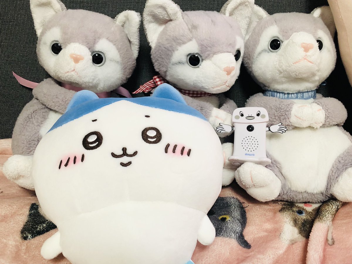 michenekoo's tweet photo. 本日は俺の誕生日でした😊よんじゅういっちゃいです🎉🤣
妻と娘から誕生日プレゼントをもらいました🎁なんと！ハチワレちゃんと呼び込み君ミニをプレゼントしてくれました😹😹😹ハチワレちゃん可愛い☺️そしてちいかわが体操していた曲が呼び込み君から流れると微笑ましくなります😸
良い誕生日でした🎂 https://t.co/DCdIV698LB