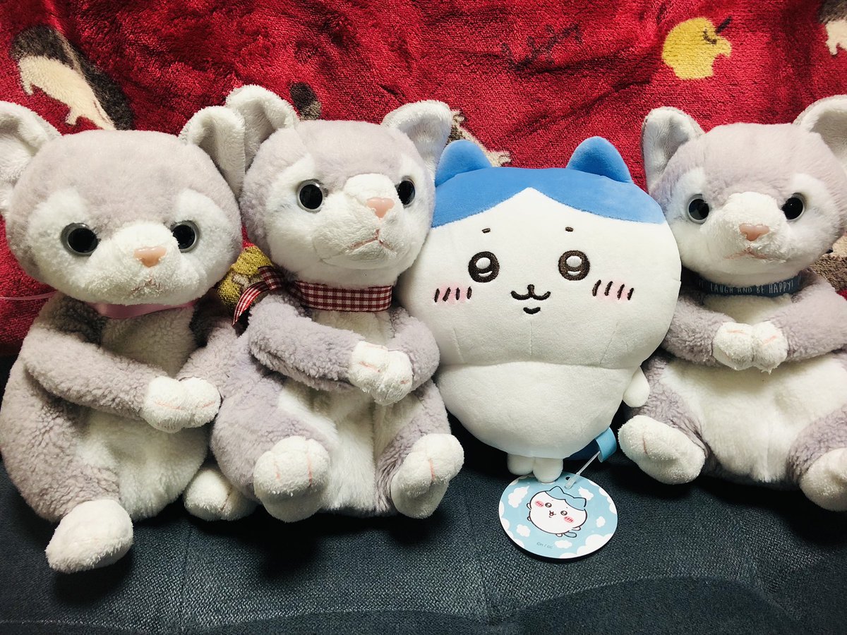 michenekoo's tweet photo. 本日は俺の誕生日でした😊よんじゅういっちゃいです🎉🤣
妻と娘から誕生日プレゼントをもらいました🎁なんと！ハチワレちゃんと呼び込み君ミニをプレゼントしてくれました😹😹😹ハチワレちゃん可愛い☺️そしてちいかわが体操していた曲が呼び込み君から流れると微笑ましくなります😸
良い誕生日でした🎂 https://t.co/DCdIV698LB
