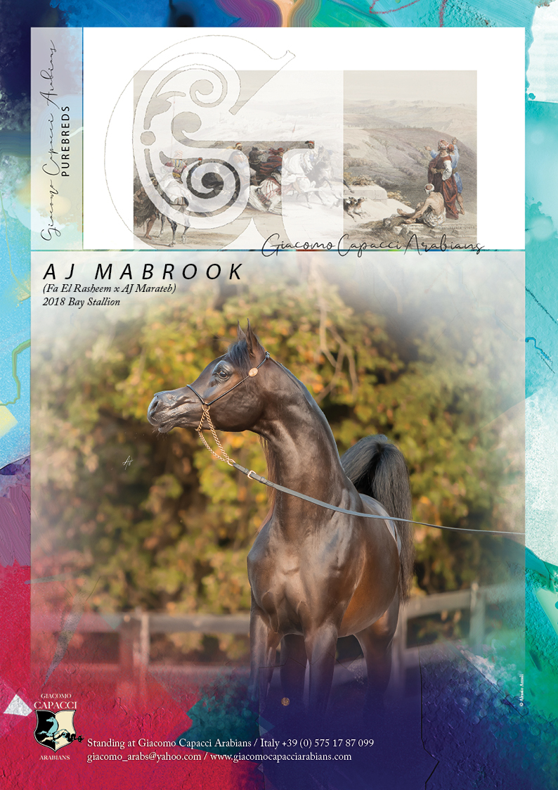 Giacomo Capacci Arabians Special Purebreds Selection . . .
AJ MABROOK (Fa El Rasheem x AJ Marateb)
2018 Bay Stallion
giacomocapacciarabians.com/index.php?intr…
                   
#giacomocapacciarabians #purebredsselection #stallion #purebredstallion #ajmabrook #faelrasheem #ajmarateb