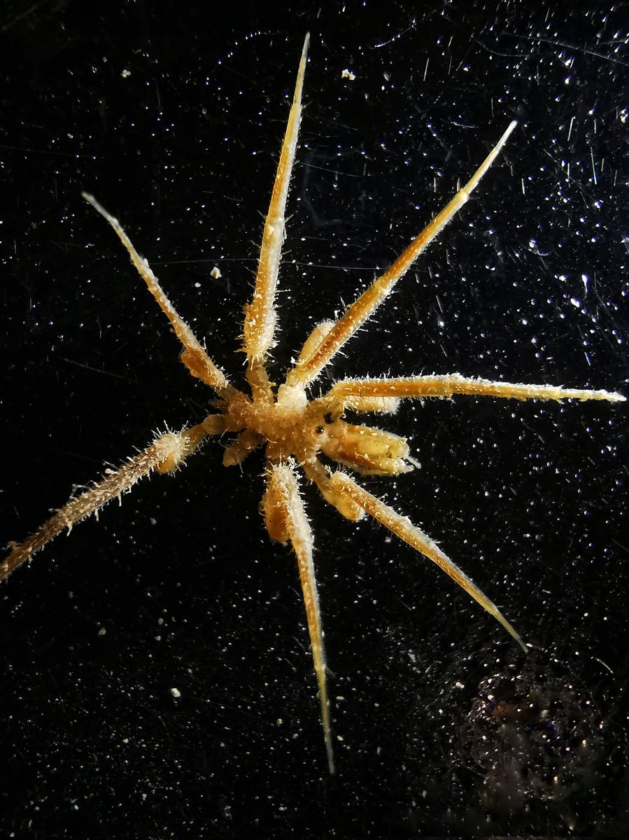 morroghmax's tweet image. 1st sea spiders of the trip &amp;amp; 1st time I&apos;ve ever seen them alive. These 2 Nyphons (australe I think) came up in the multicorer. 2nd 📸 is under UV, highlighting their &quot;hairs&quot;. One was carrying round a large brood.
#SDAScience #seaspidersaturday
