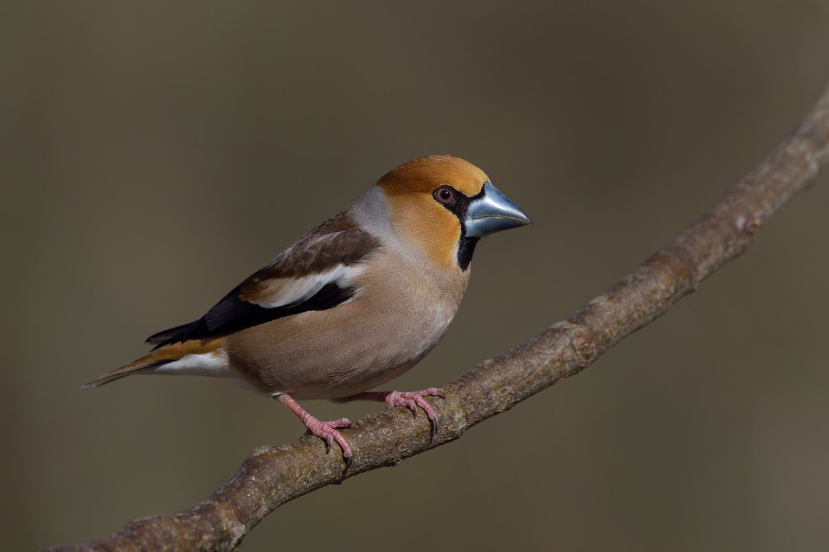 AssensNatur's tweet photo. Har du mødt den flyvende nøddeknækker? 🥜

Kernebideren kan knuse sten fra både kirsebær og blommer med sit kraftige næb. Det betyder, at den kan få fat i føde, som de fleste andre fugle ikke kan. https://t.co/RU7wSfloMJ