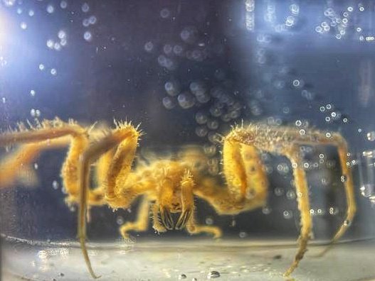 morroghmax's tweet image. 1st sea spiders of the trip &amp;amp; 1st time I&apos;ve ever seen them alive. These 2 Nyphons (australe I think) came up in the multicorer. 2nd 📸 is under UV, highlighting their &quot;hairs&quot;. One was carrying round a large brood.
#SDAScience #seaspidersaturday
