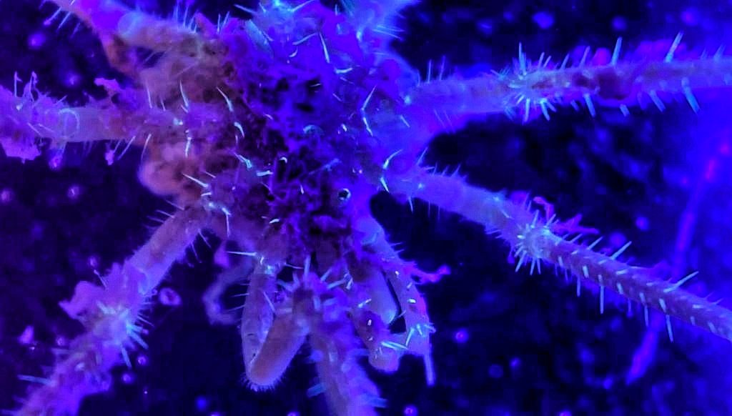 morroghmax's tweet image. 1st sea spiders of the trip &amp;amp; 1st time I&apos;ve ever seen them alive. These 2 Nyphons (australe I think) came up in the multicorer. 2nd 📸 is under UV, highlighting their &quot;hairs&quot;. One was carrying round a large brood.
#SDAScience #seaspidersaturday
