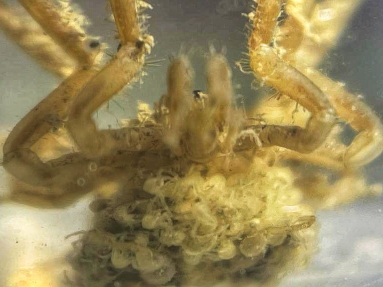 morroghmax's tweet image. 1st sea spiders of the trip &amp;amp; 1st time I&apos;ve ever seen them alive. These 2 Nyphons (australe I think) came up in the multicorer. 2nd 📸 is under UV, highlighting their &quot;hairs&quot;. One was carrying round a large brood.
#SDAScience #seaspidersaturday