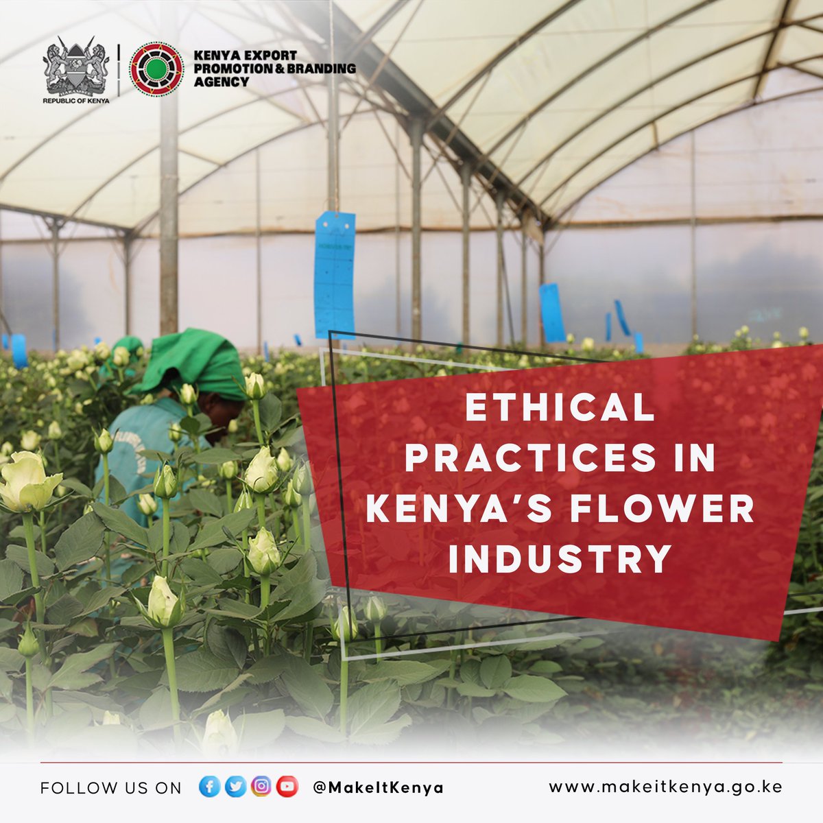 MakeItKenya's tweet photo. ETHICAL PRACTICES IN KENYA’S FLOWER INDUSTRY
The flower industry in Kenya has made significant strides in adopting ethical practices such as environmental sustainability, labor standards, community development and fair-trade practices.
#ThinkFlowers - #MakeItKenya https://t.co/sIZvld0uba