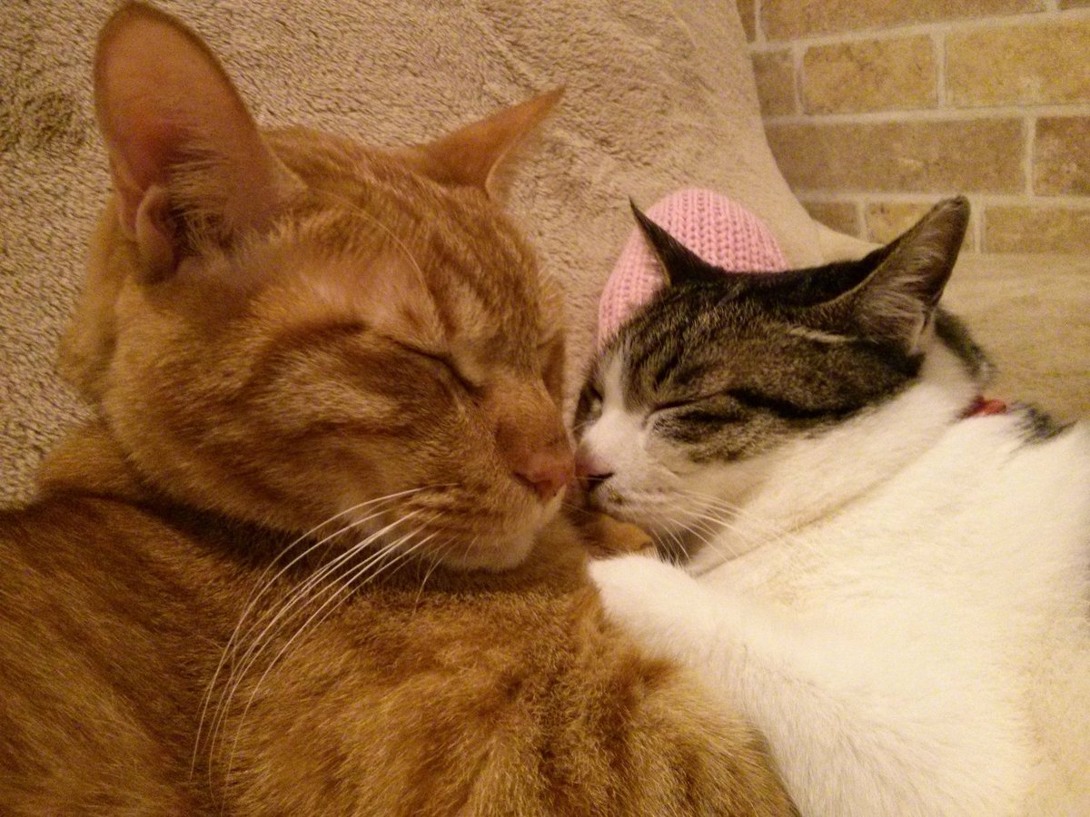 kaz9292's tweet photo. 昨日の猫の日忘れてた。
うちの初代と二代目です。 https://t.co/IjDDayoBkq
