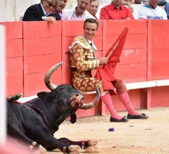 angie_karan's tweet photo. Look at their happy faces... With no heart they are staring and laughing at a fatally injured bull. No regard or compassion for this innocent, precious animal.💔 #BanBullfighting https://t.co/SAvKCo6A5N